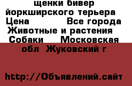 щенки бивер йоркширского терьера › Цена ­ 8 000 - Все города Животные и растения » Собаки   . Московская обл.,Жуковский г.